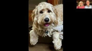 Professor Andrew Knight - Paws  Plants Summit - April 25, 2026
