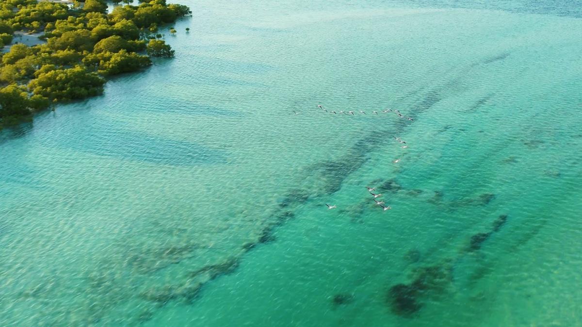 aerial view of bird flock at jubail mangrove park in abu dhabi uae-2