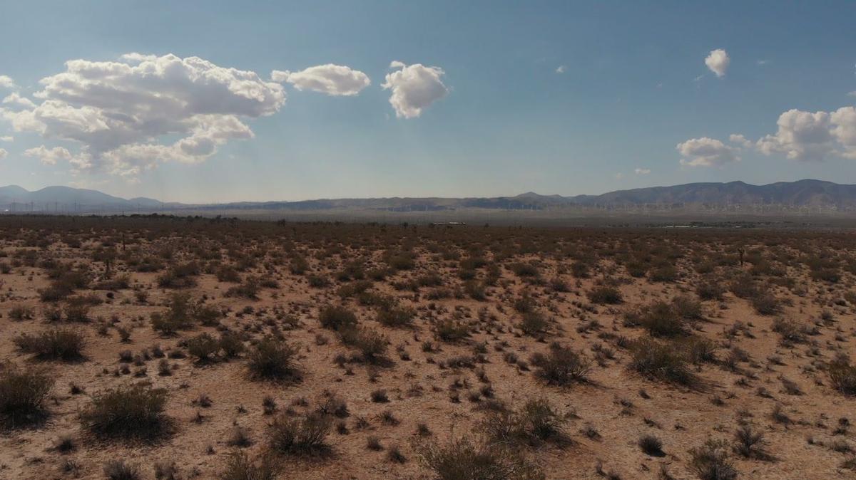 Green bushes growing in the desert aerial