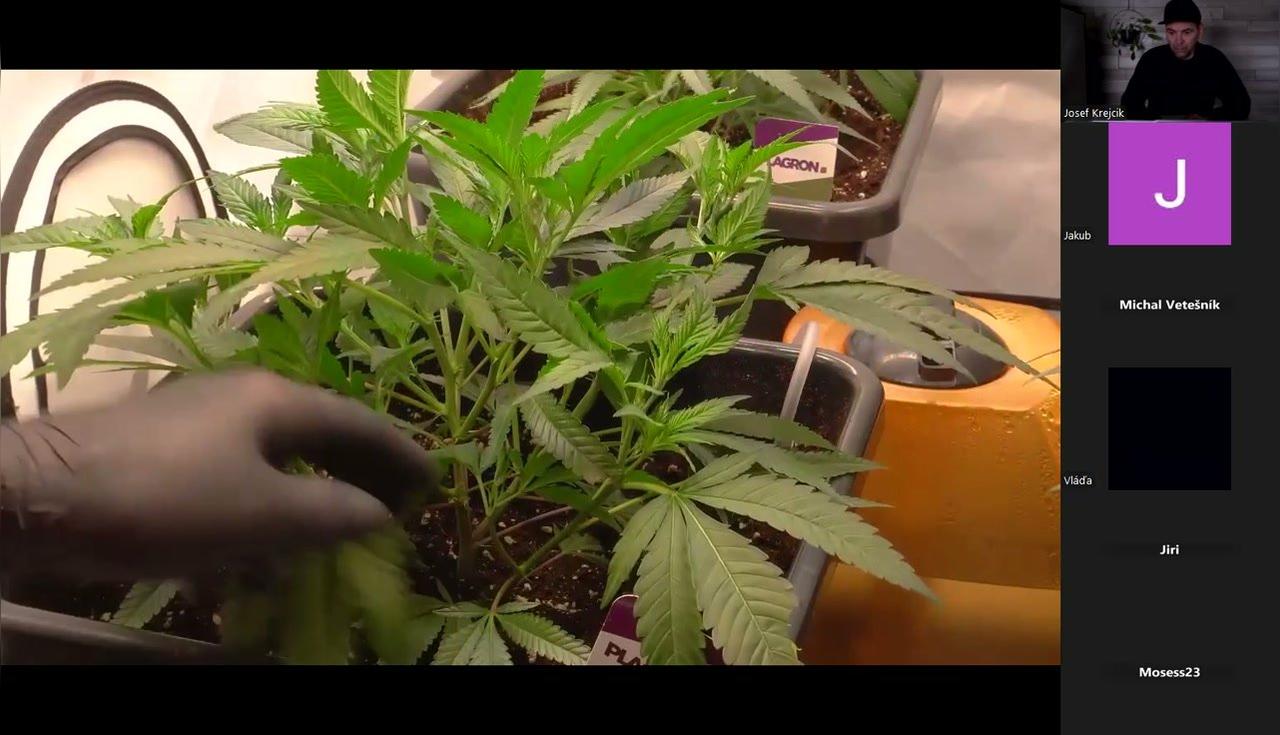 5. lekce - 2. fáze růstu. 19.2.2026