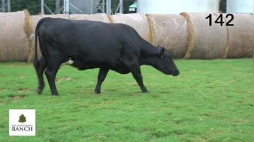 Lot 142 K366