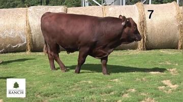 Lot 7 M076