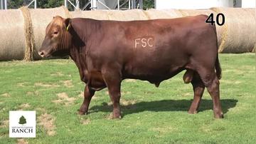 Lot 40 M102