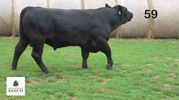 Lot 59 M174