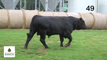 Lot 49 M167