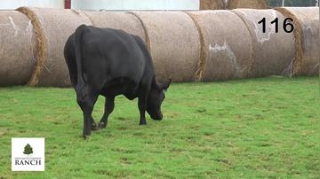 Lot 116 L238