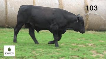 Lot 103 M205