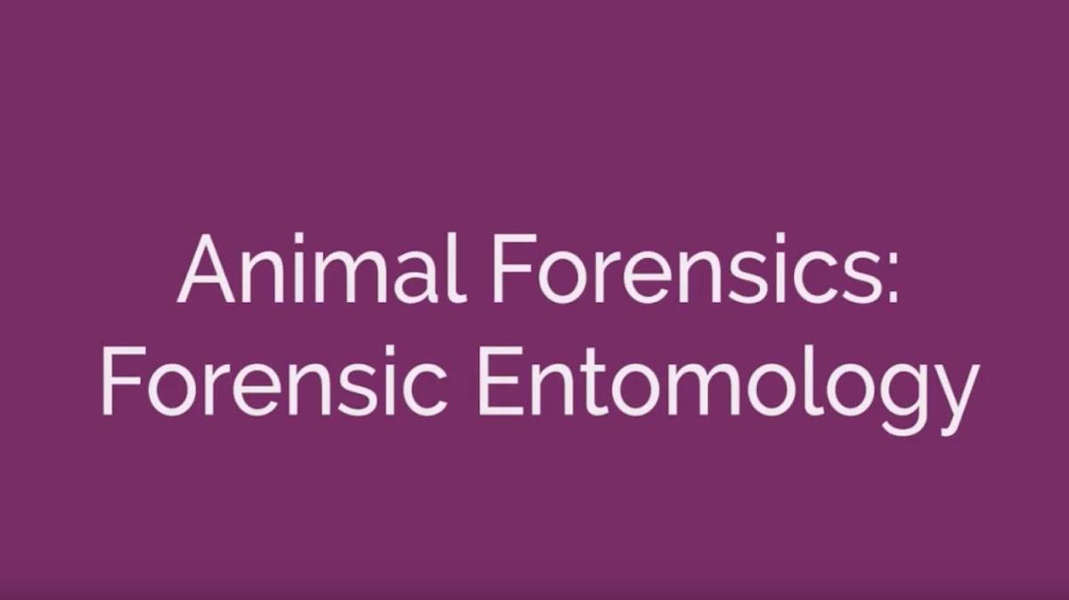 Animal Forensics - Forensic Entomology