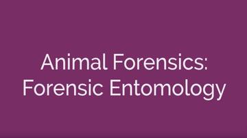 Animal Forensics - Forensic Entomology