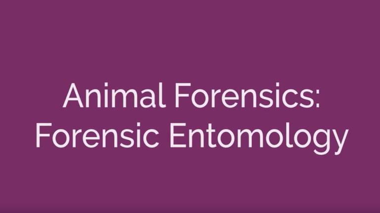 Animal Forensics - Forensic Entomology