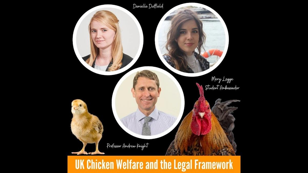 UK Chicken Welfare: What should we know? What do we need to consider?