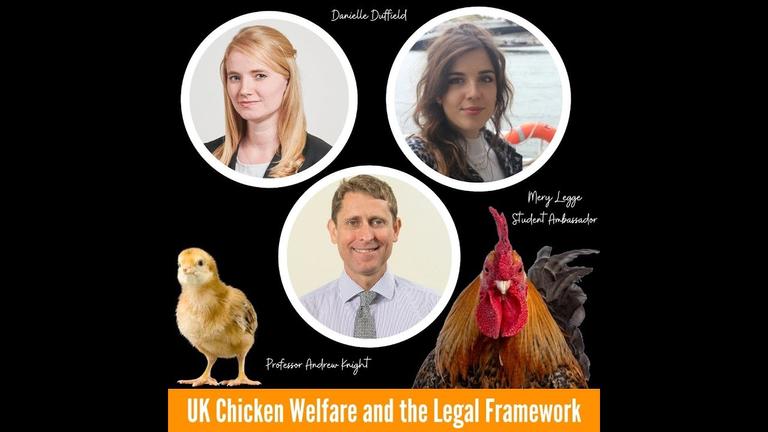 UK Chicken Welfare: What should we know? What do we need to consider?