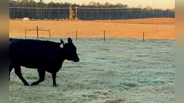 Lot 159 M149