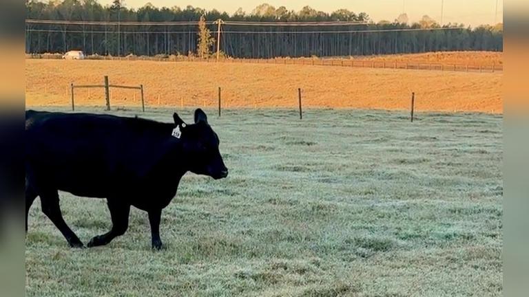 Lot 159 M149