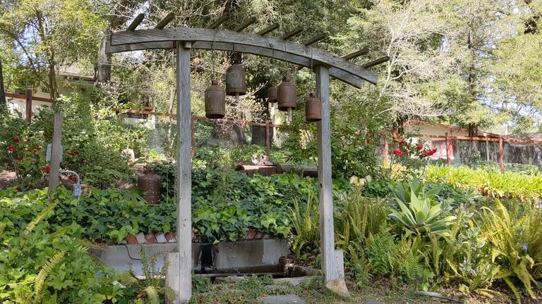 Frogs and a fountain