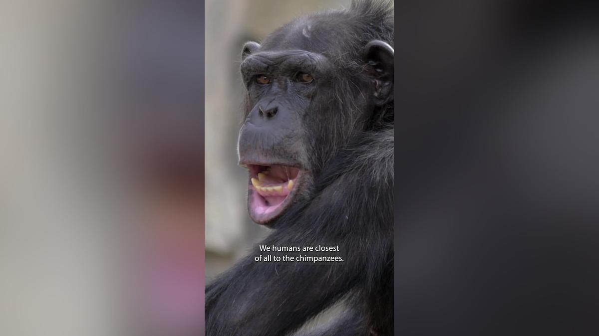 38. HUMANS-CHIMPS
