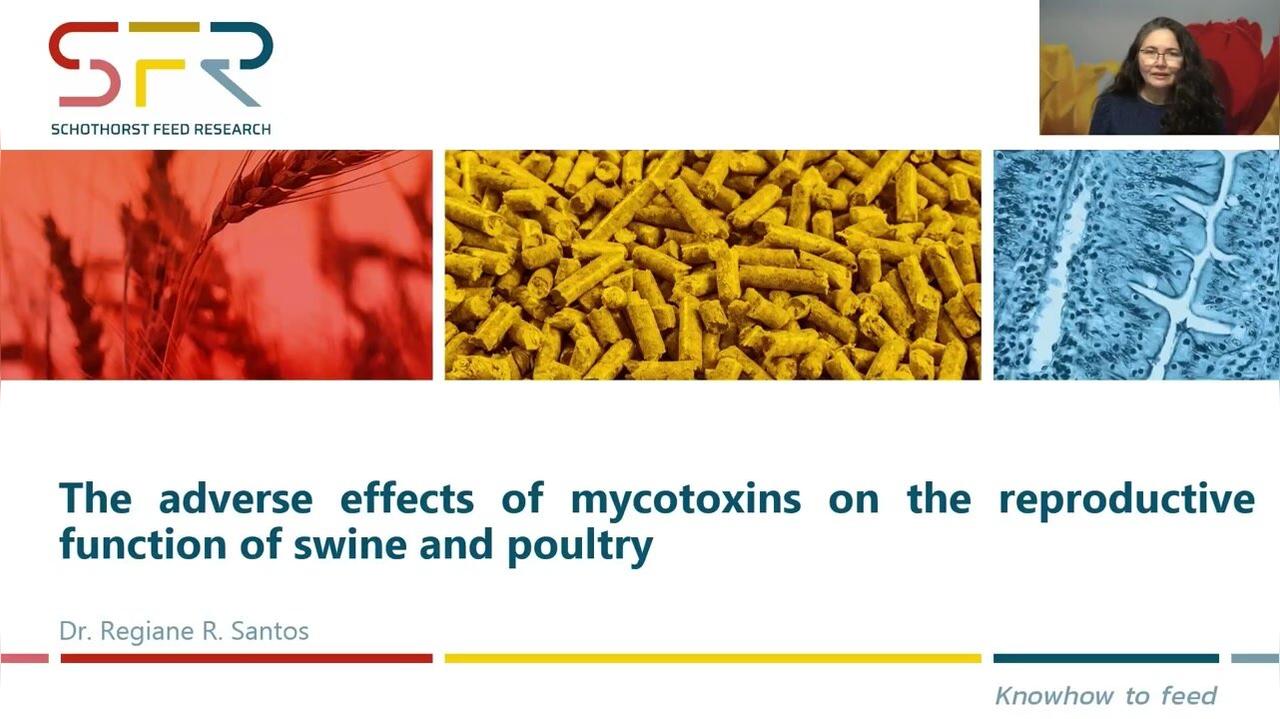 The adverse effects of mycotoxins on the reproductive function of swine and poultry