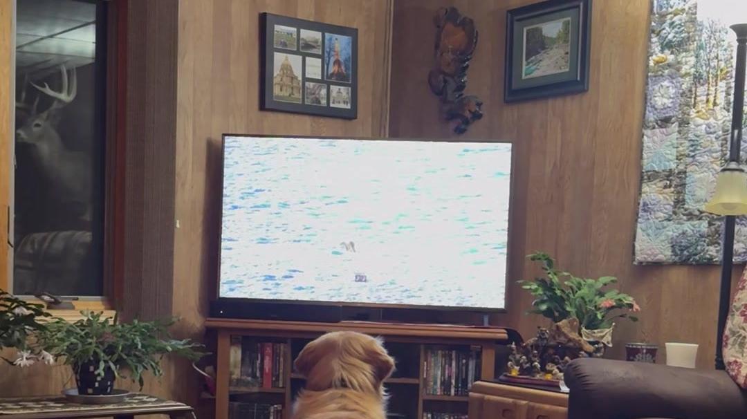 GUS WATCHING TV