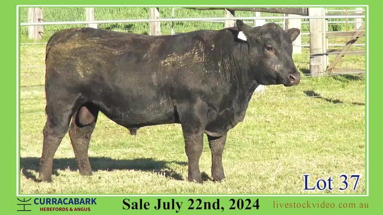 Lot 37