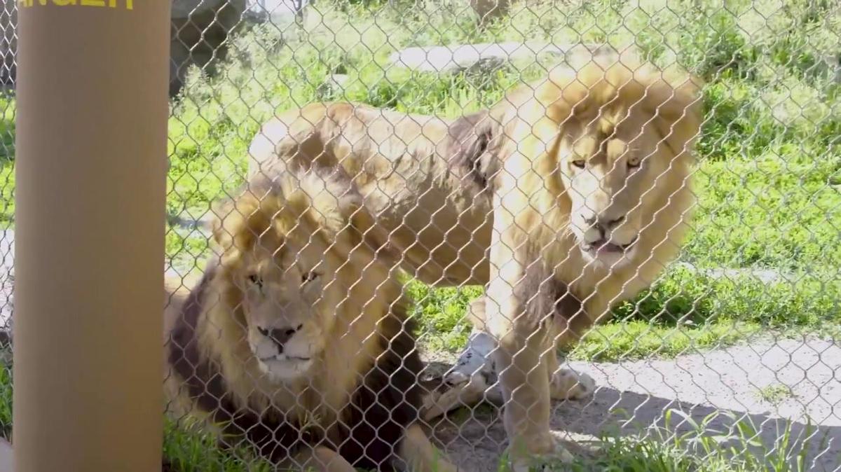 Introduction and Royal March of the Lion