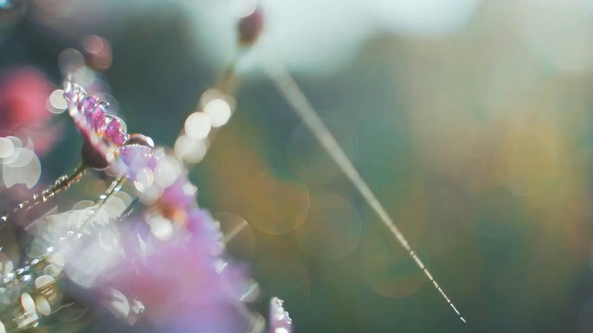 Flowers In and Out of Focus