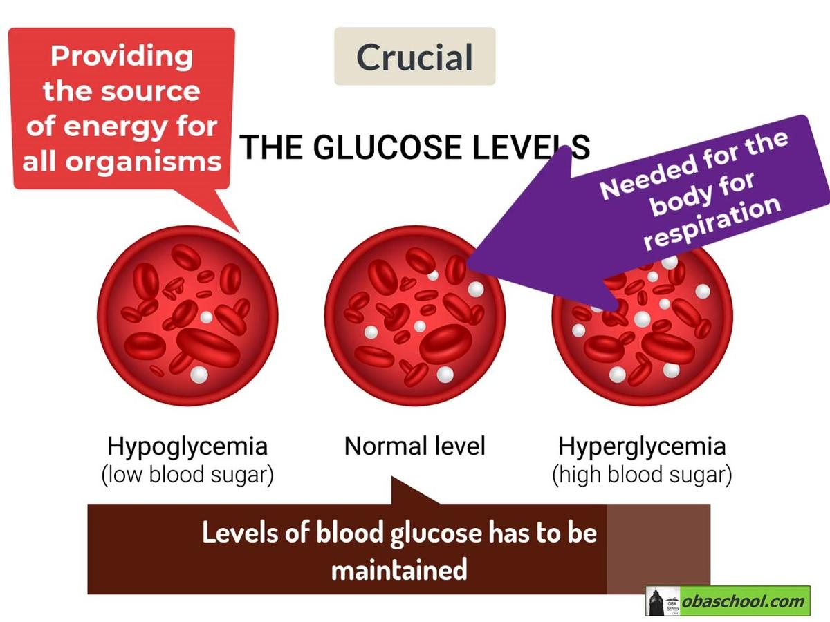 a2.bio.06-10 Factors that Influence Blood Glucose Concentration