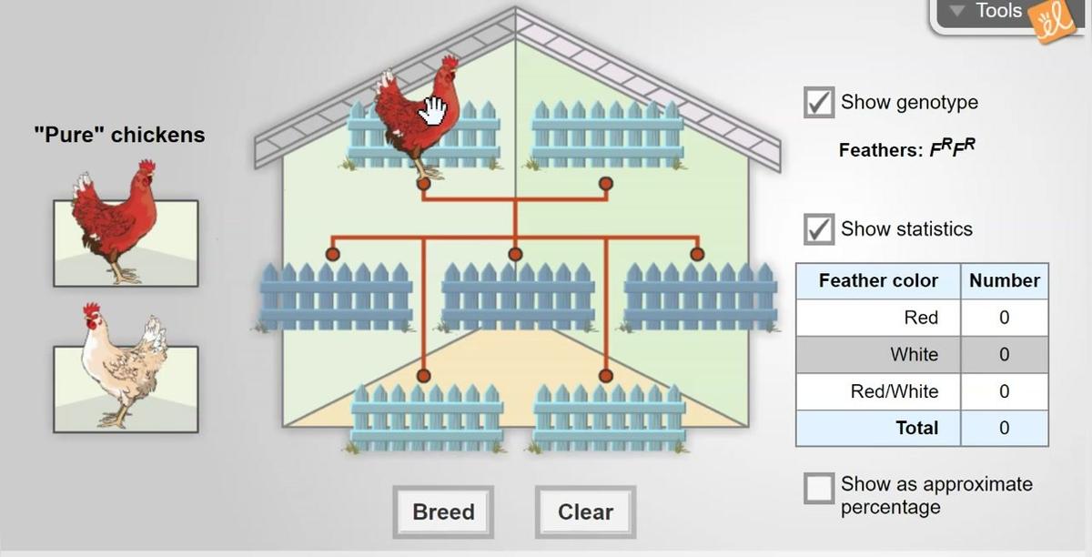 Red and White Chicken Parents (Activity #2)