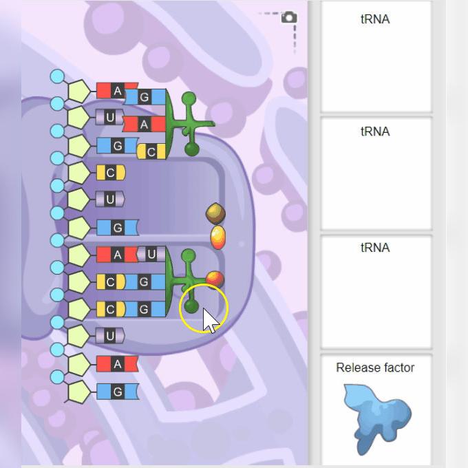 Protein Synthesis - Release Factor
