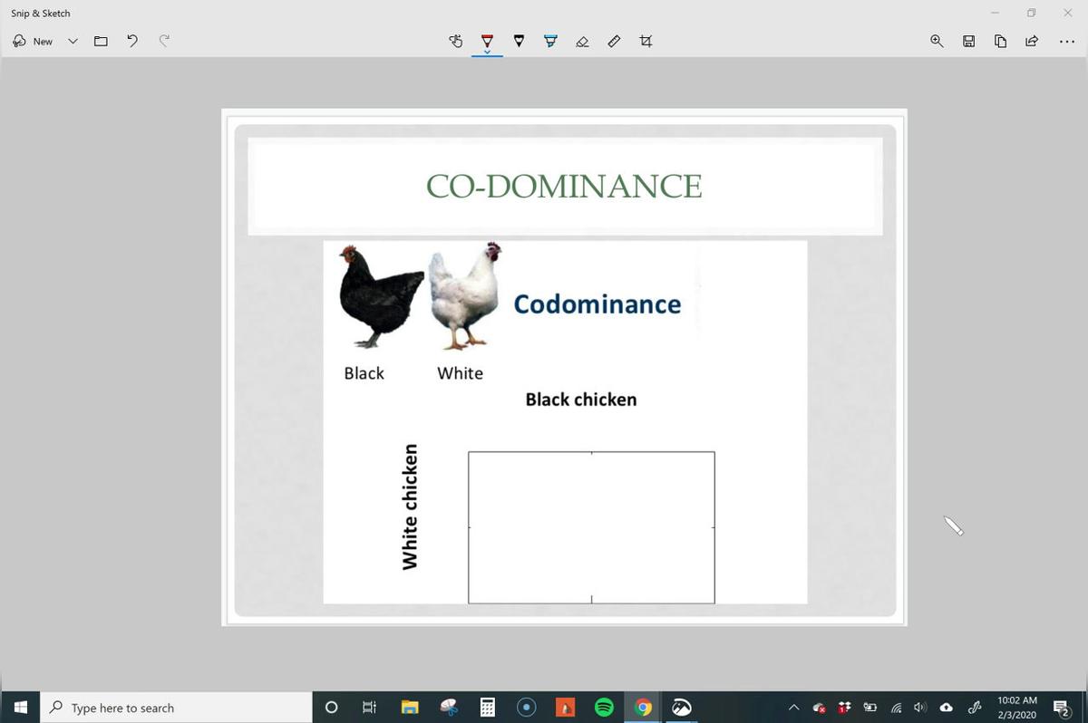 Co-Dominance