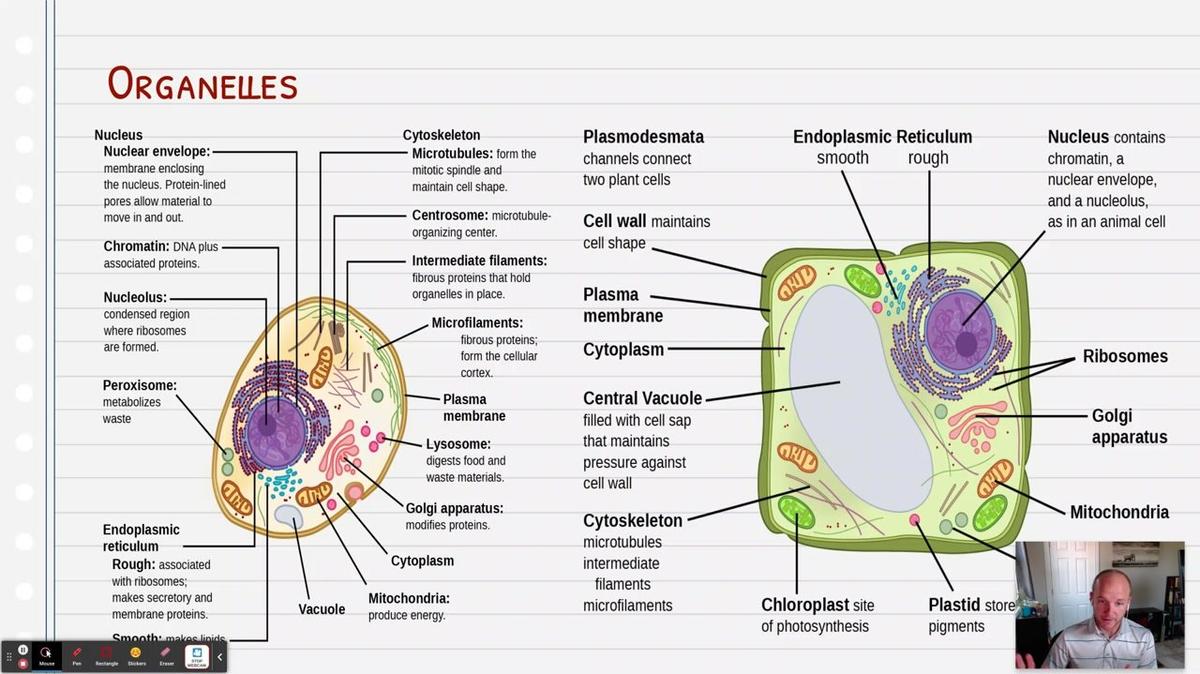 Topic 6: Organelles