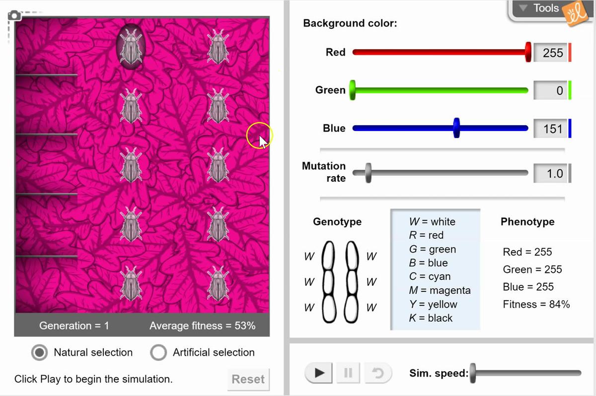 Magenta Environment.mp4