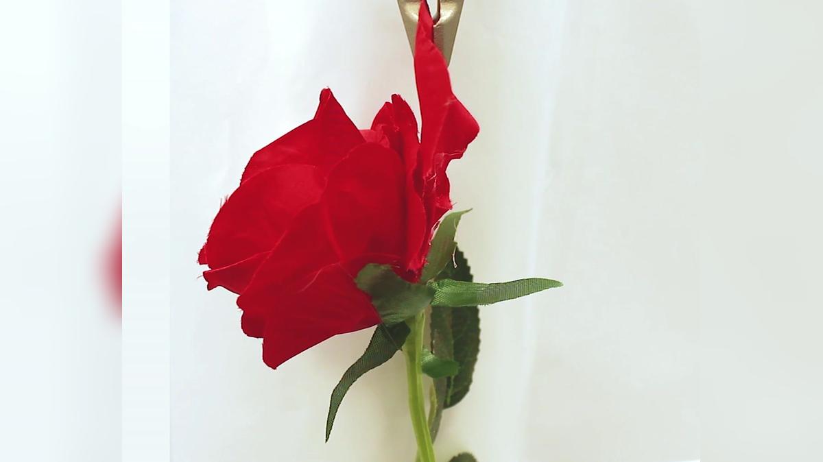 Fabric rose petal pluck with a tensile tester on Valentine&#39;s Day
