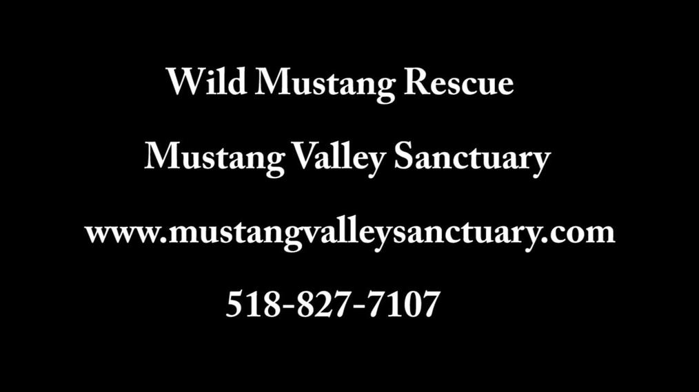 Wild Mustang Rescue_Nov.15-22