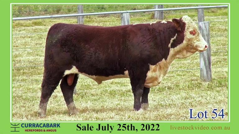 Lot 54  Curracabark 2022