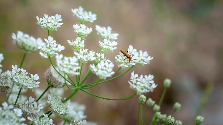 Essbare Wildkräuter im Sommer