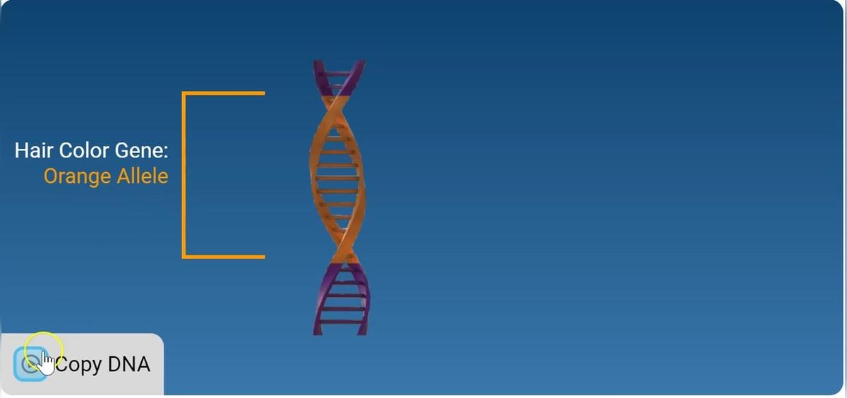 Point Mutation.mp4