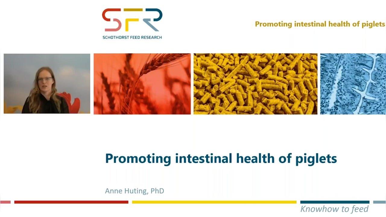 Promoting intestinal health in piglets