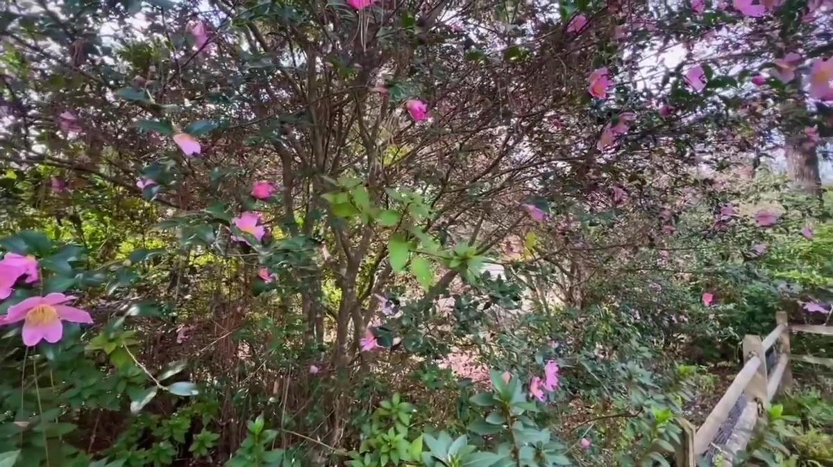 Louisiana Sasanqua Camellias Blooming in December