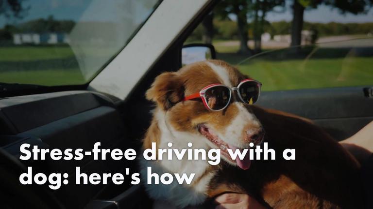 EN_Stress-free Driving With a Dog