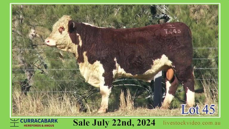 Lot 45
