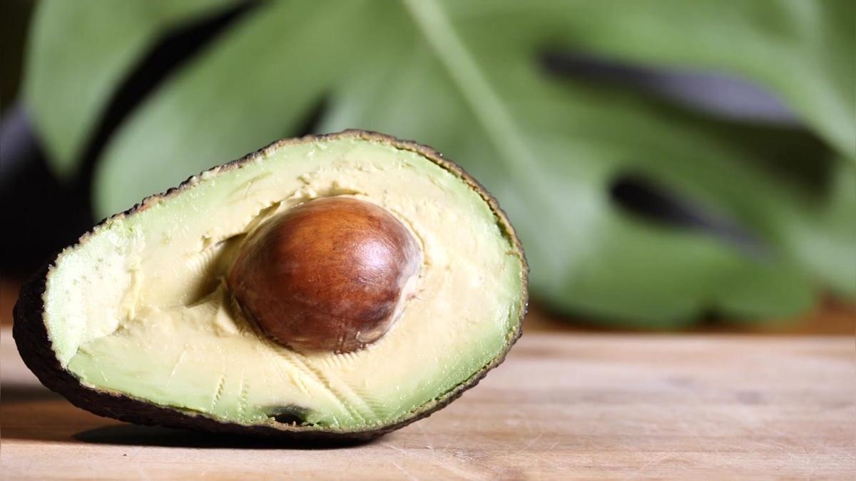 Baum aus Avocadokern züchten