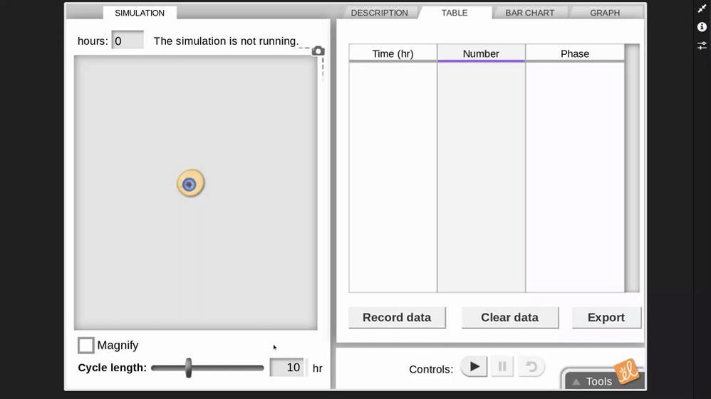Cell Division Simulation