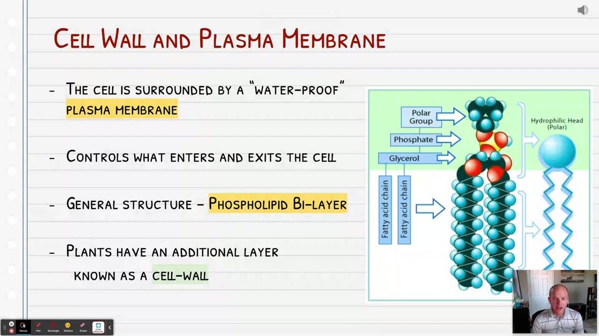 Topic 6: Plasma Membrane