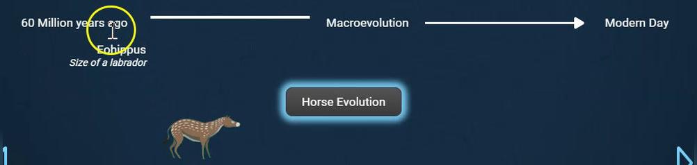 macroevolution.mp4