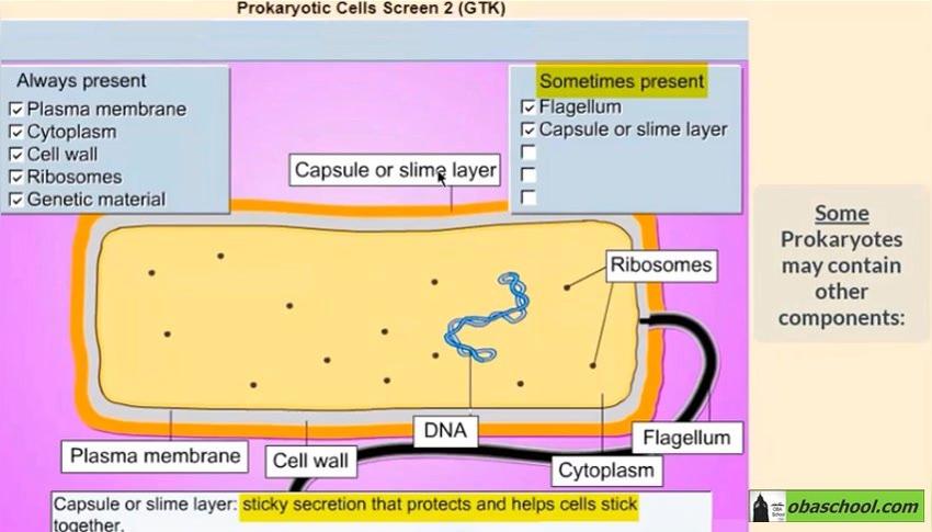 Simulation-GCSE Biology- Structure of Prokaryotes