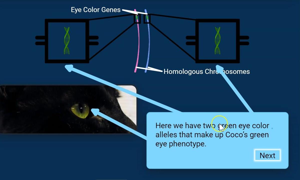 Coco eye color.mp4