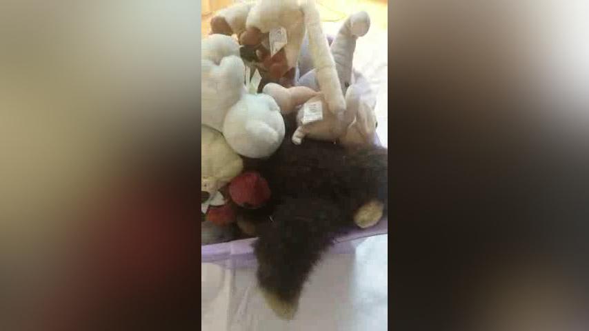 Crushing/Trampling Teddies