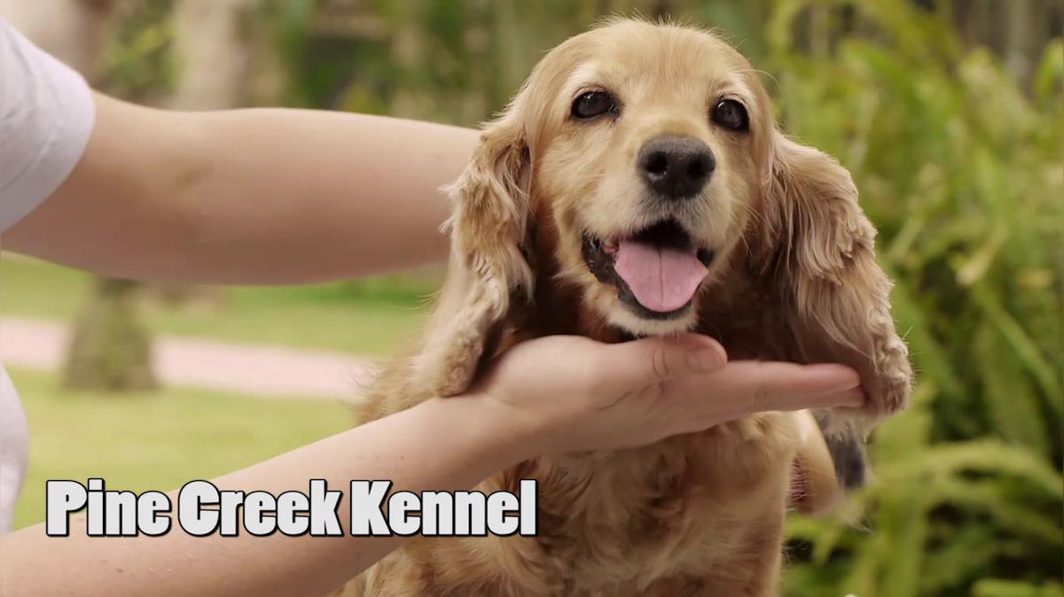 Puppies Sales in Valdosta GA, Pine Creek Kennel