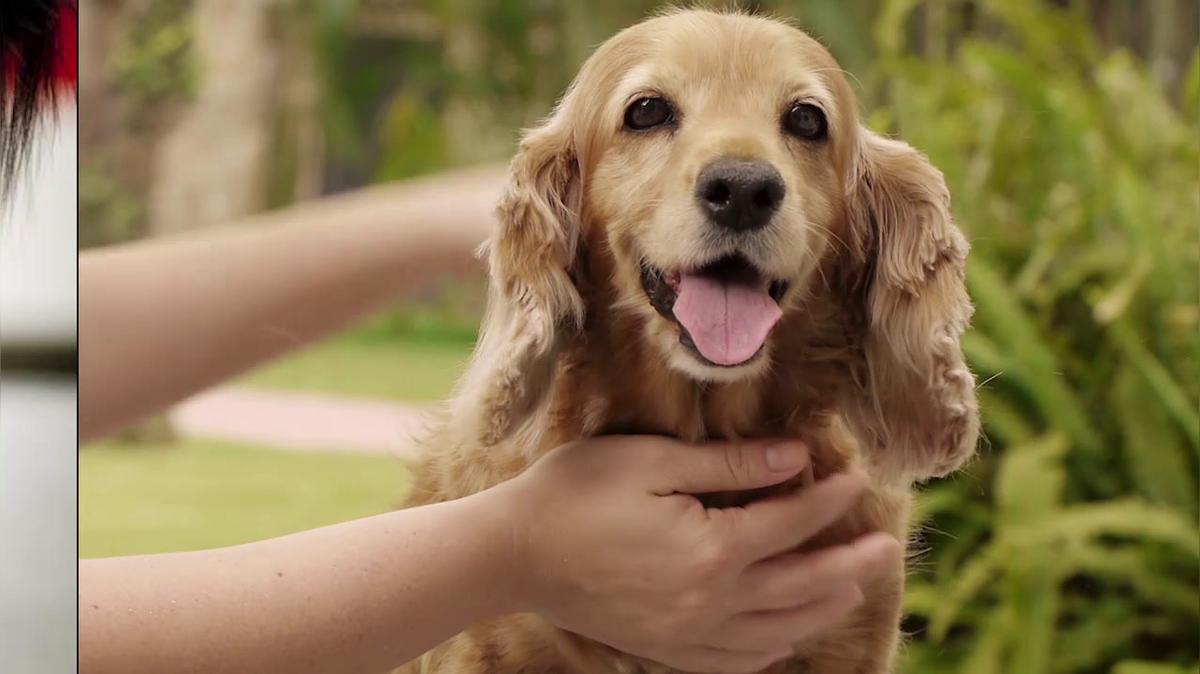 Pet Grooming in Anderson SC, Paws Unlimited LLC