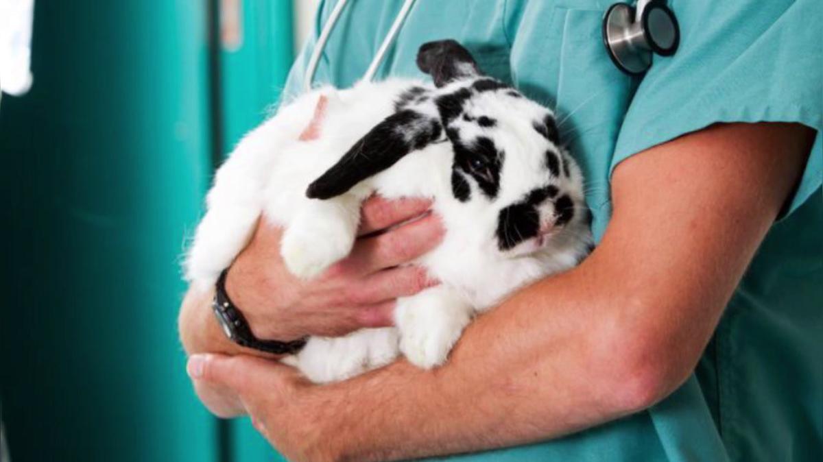 Pet Vet in Brooklyn NY, The Neighborhood Vet